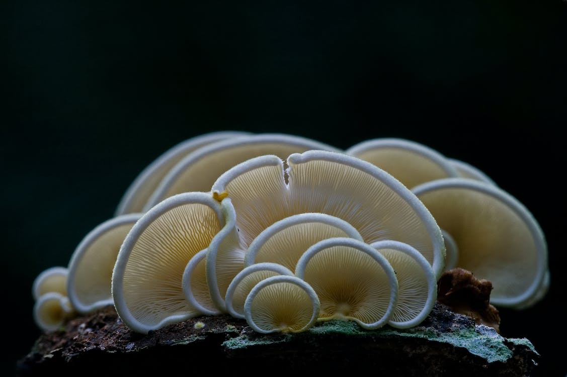 Asian Mushrooms